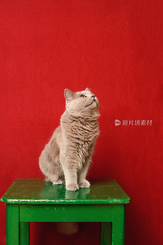 绿色椅子上的Chartreux Cat